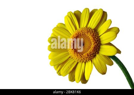 Gerbera gialla grande con fondo bianco Foto Stock