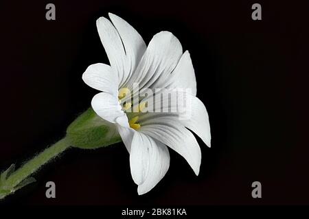 Erba di campo - arvense di Cerastium - su sfondo nero - macro isolata Foto Stock