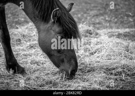 mangiare cavallo Foto Stock