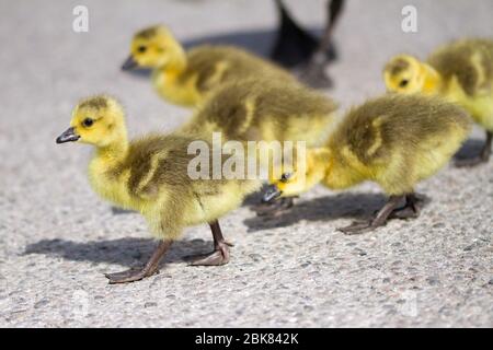 Huddersfield, Yorkshire, UK, 02 maggio 2020, oche del bambino godere giocare al sole, Richard Asquith/Alamy Live News Foto Stock