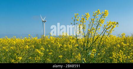 Campo di colza con mulino a vento sullo sfondo. Foto Stock