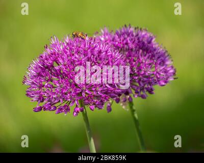 Fiore singolo di aglio elefante viola - Allium ampeloprasum Foto Stock