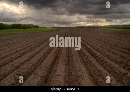 Modello di creste e solchi in un campo sabbioso umico in un terreno ondulato, preparato per la coltivazione di patate Foto Stock