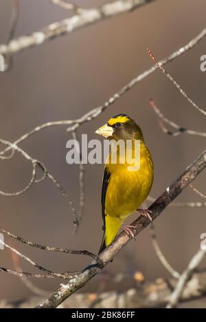 Serata maschile Grosbeak, Coccothraustes vesvertius, arroccato vicino ad un alimentatore di uccelli nel Sax-Zim Bog, Minnesota, USA Foto Stock