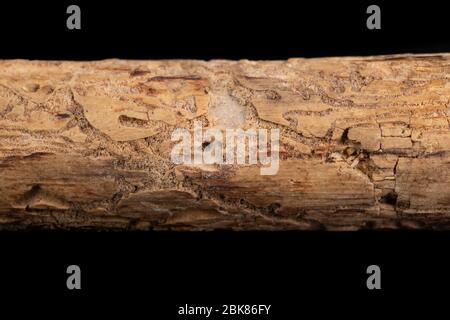 Posti dopo corteccia coleotteri sui rami di un albero di conifere. Ramo distrutto da pesti. Sfondo scuro. Foto Stock