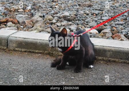 Piccolo gattino nero che cammina con il suo proprietario fuori. Un gatto spaventato. Foto Stock