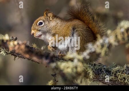 Scoiattolo rosso americano, Tamiasciurus hudsonicus, che si nuota nella foresta boreale del Sax-Zim Bog, Minnesota, USA Foto Stock