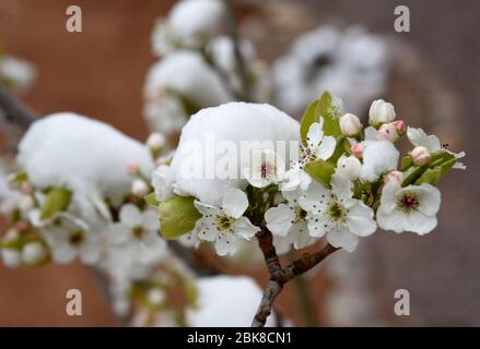 Una prima nevicata di primavera si deposita sui fiori su un albero di pera a Santa Fe, New Mexico USA. Foto Stock