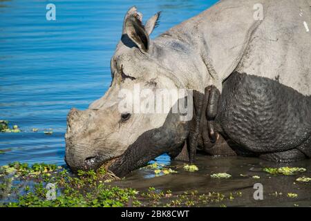 Un Rhino Indiano al Parco Nazionale Kaziranga Foto Stock