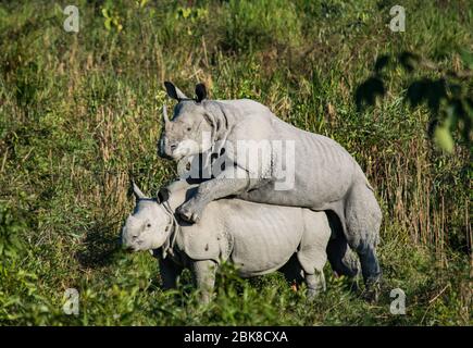 Due rinoceronti di accoppiamento al Parco Nazionale di Kaziranga Foto Stock