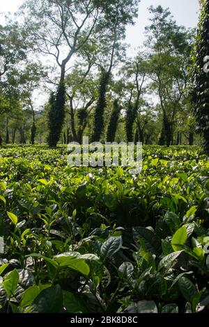 Tipica piantagione di tè ad Assam vicino al Parco Nazionale Kaziranga Foto Stock