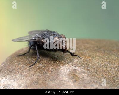 Comune blowfly o bottiglia volare (Calliphora vicina) grooming le sue gambe anteriori su una roccia bagnata, sotto la pioggia. Delta, British Columbia, Canada. Importante sp. Di mosca Foto Stock