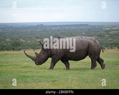 lone femmina adulto Rhino Bianco Meridionale (Ceratotherium simum) con corno lungo pascolo su pianure d'erba di OL Pejeta Conservancy, Laikipia, Kenya, Africa Foto Stock