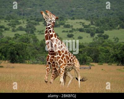 Due vecchie giraffe toro reticulate (Giraffa camelopardis reticulata) lotta per diritto di accoppiamento con la femmina -OL Pejeta Conservancy, Laikipia, Kenya, Africa Foto Stock