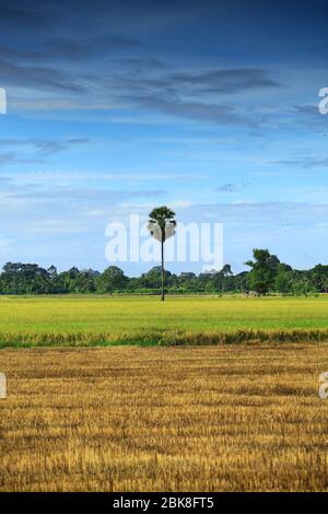 Campi di riso in attesa di raccolta nella provincia di Chainat, Thailandia Foto Stock