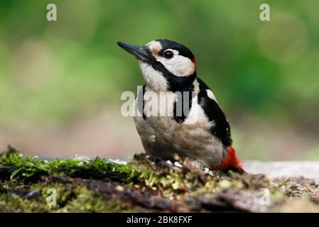 Un grande picchio punteggiato sedette su un vecchio ramo nella muschio fotografato orizzontalmente Foto Stock