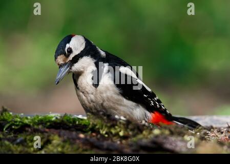 Un grande picchio punteggiato sedette su un vecchio ramo nella muschio fotografato orizzontalmente Foto Stock