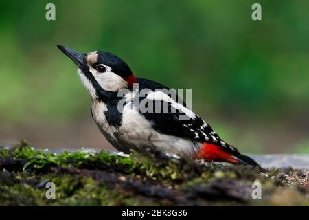 Un grande picchio punteggiato sedette su un vecchio ramo nella muschio fotografato orizzontalmente Foto Stock