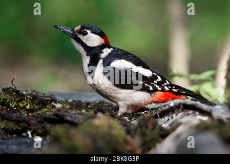 Un grande picchio punteggiato sedette su un vecchio ramo nella muschio fotografato orizzontalmente Foto Stock