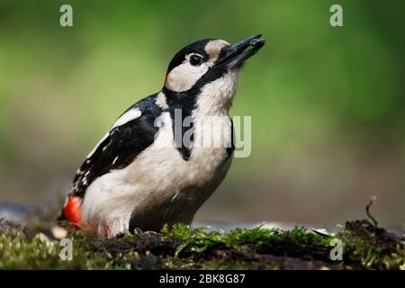 Un grande picchio punteggiato sedette su un vecchio ramo nella muschio fotografato orizzontalmente Foto Stock