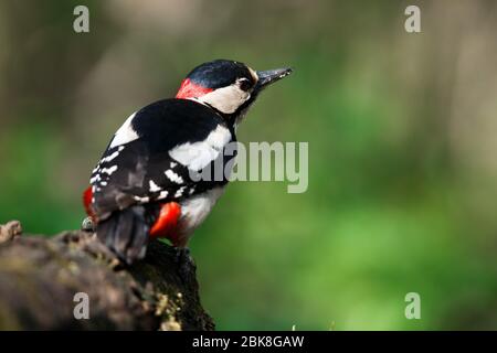 Un grande picchio punteggiato sedette su un vecchio ramo nella muschio fotografato orizzontalmente Foto Stock