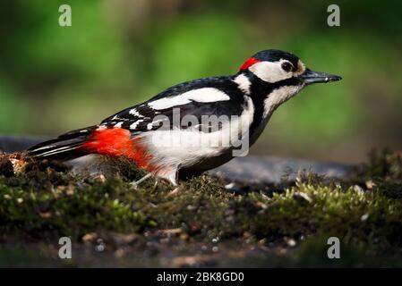 Un grande picchio punteggiato sedette su un vecchio ramo nella muschio fotografato orizzontalmente Foto Stock