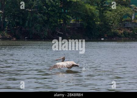 Pelican Pelecanus philippensis, con le fatturate, che sorvolano il fiume Kelani Ganga a Colombo in Sri Lanka. Foto Stock