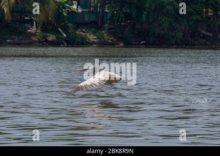 Pelican Pelecanus philippensis, con le fatturate, che sorvolano il fiume Kelani Ganga a Colombo in Sri Lanka. Foto Stock