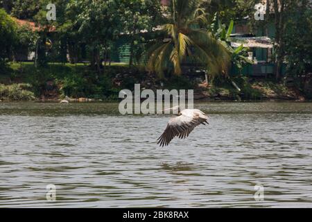 Pelican Pelecanus philippensis, con le fatturate, che sorvolano il fiume Kelani Ganga a Colombo in Sri Lanka. Foto Stock