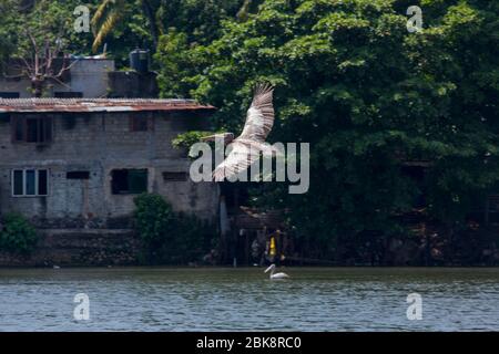 Pelican Pelecanus philippensis, con le fatturate, che sorvolano il fiume Kelani Ganga a Colombo in Sri Lanka. Foto Stock