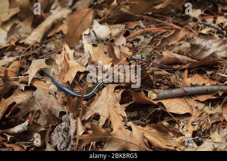 Comune cinque-fiancheggiato skink che si muove attraverso le foglie sul pavimento della foresta. Foto Stock