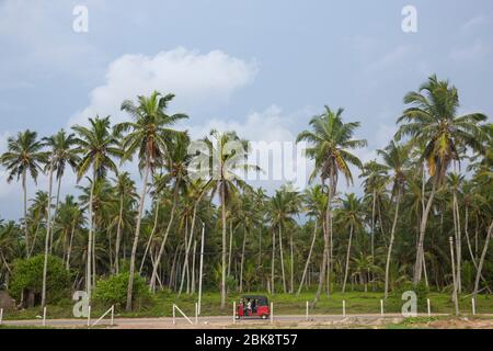 Piantagione di alberi di cocco, Negombo, Sri Lanka. Foto Stock
