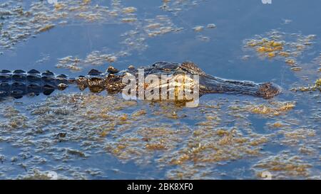 Un piccolo alligatore americano selvaggio (alligatore mississippiensis) si crogiola nei momenti di sole in un lago della Florida a fine primavera. Foto Stock