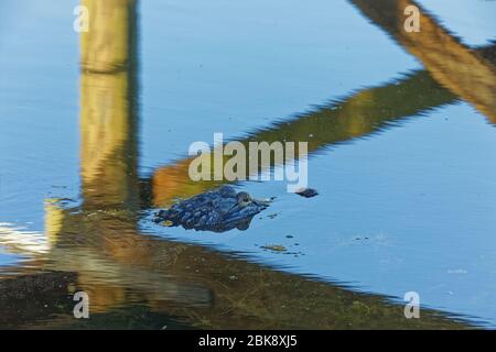 Un grande alligatore americano (alligatore mississippiensis) si crogiola all'ombra di una passerella mentre la sera si avvicina. Foto Stock