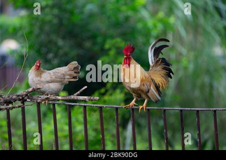 Un paio di polli di bantam si appollaiano su una recinzione. Foto Stock