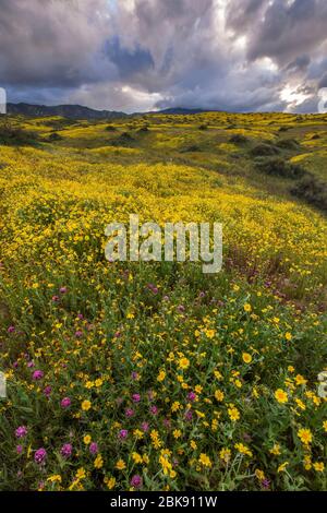 Civette trifoglio, Monolopia, Fiddlenecks, Caliente gamma, Carrizo Plain monumento nazionale, San Luis Obispo County, California Foto Stock