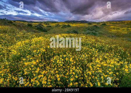 Monolopia, Fiddlenecks, Caliente Range, Carrizo Plain National Monument, San Luis Obispo County, California Foto Stock