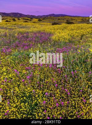 Dawn, Owls Clover, Goldfields, Monolopia, Fiddlenecks, Caliente Range, Carrizo Plain National Monument, San Luis Obispo County, California Foto Stock