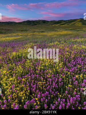 Dawn, Owls Clover, Coreopsis, Caliente Range, Carrizo Plain National Monument, San Luis Obispo County, California Foto Stock