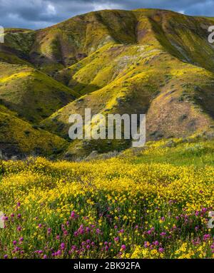 Civette trifoglio, Monolopia, Fiddlenecks, gamma Tremblor, Carrizo Plain monumento nazionale, San Luis Obispo County, California Foto Stock