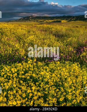 Monolopia, Owls Clover, Fiddlenecks, Caliente Range, Carrizo Plain National Monument, San Luis Obispo County, California Foto Stock