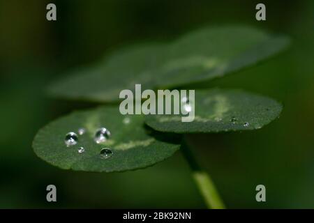 primo piano di gocce di pioggia su quattro foglie di trifoglio su sfondo sfocato Foto Stock