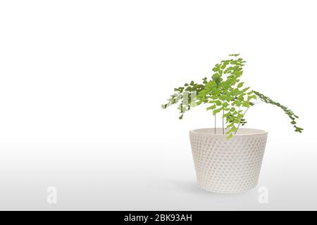 Bella Suculent piante in vaso recipiente isolato su sfondo bianco Foto Stock