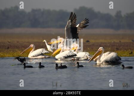 Pellicani nel Parco Nazionale di Keoladeo Foto Stock