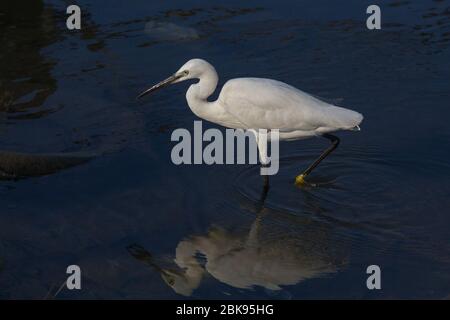 Un'egretta che cerca cibo nelle acque inquinate della laguna di Negombo a Negombo in Sri Lanka. Foto Stock