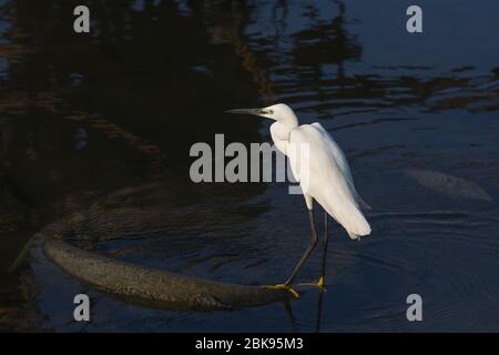 Un'egretta che cerca cibo nelle acque inquinate della laguna di Negombo a Negombo in Sri Lanka. Foto Stock