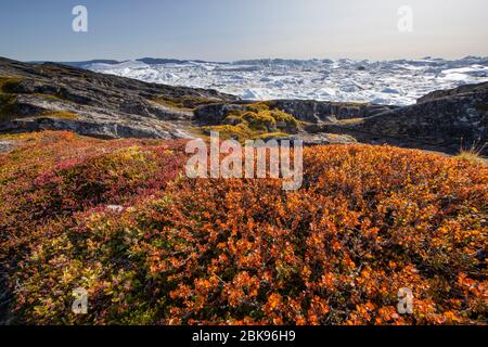 Fiorente tundra piante, Groenlandia Foto Stock