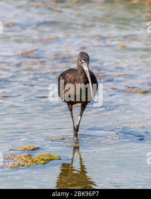immagine lucida ibis per la ricerca di cibo Foto Stock