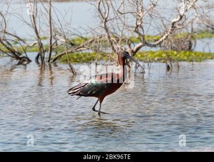ibis lucido alla ricerca di cibo nella zona di cashal khor dubai emirati arabi uniti Foto Stock