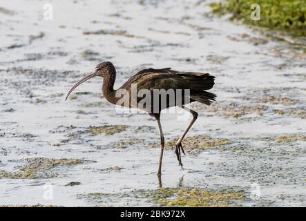 ibis lucido alla ricerca di cibo nella zona di cashal khor dubai emirati arabi uniti Foto Stock